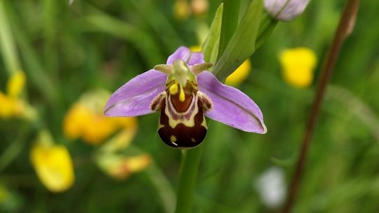 Bee Orchid